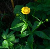 Ranunculus grandifolius