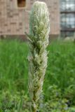 Asphodeline taurica