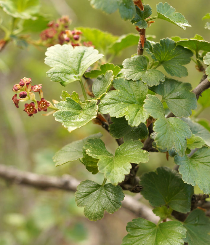 Изображение особи Ribes heterotrichum.