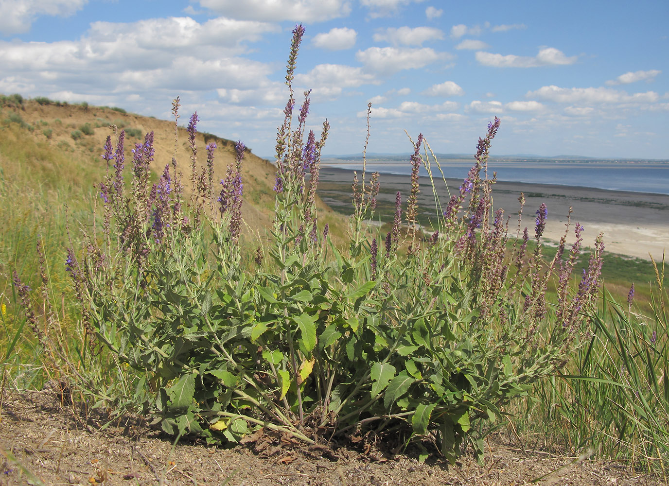 Изображение особи Salvia tesquicola.