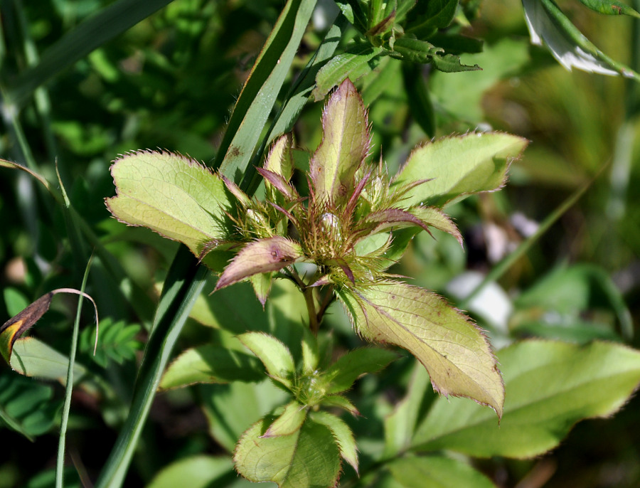 Изображение особи Atractylodes ovata.