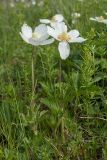 Anemone sylvestris