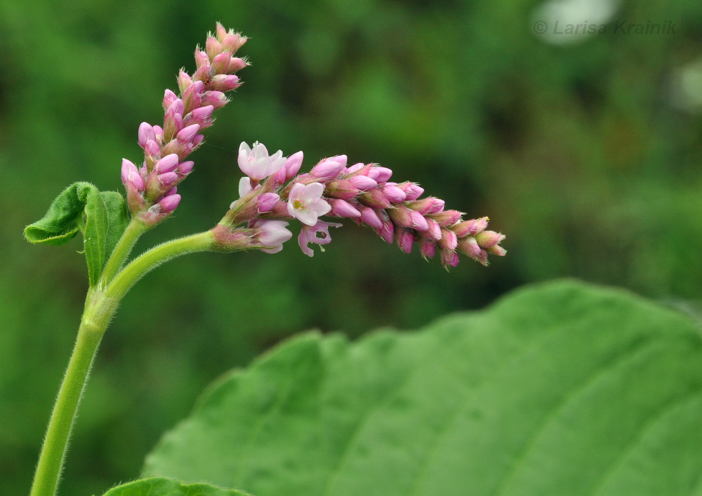 Изображение особи род Persicaria.