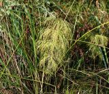 Equisetum sylvaticum