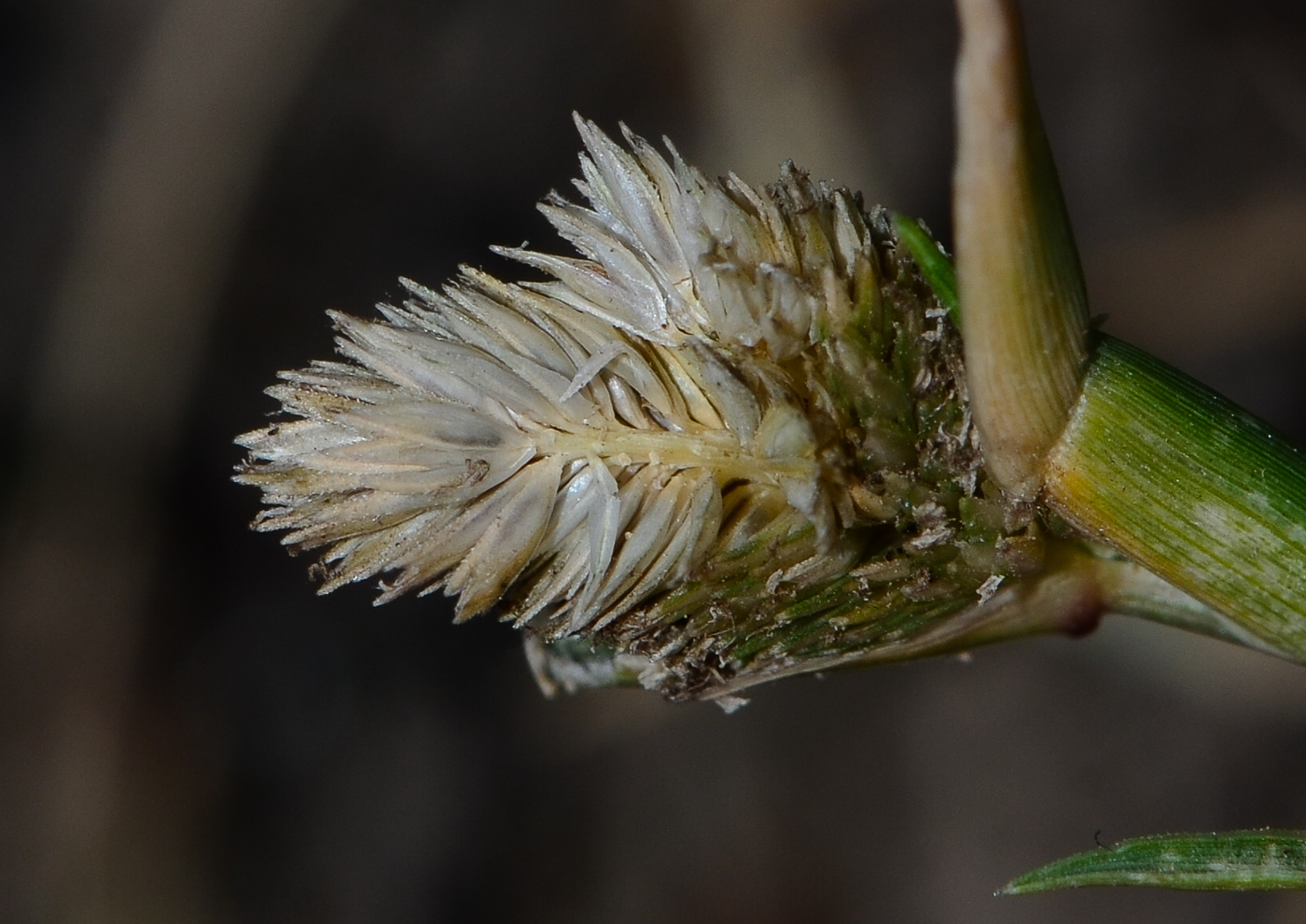 Image of Crypsis schoenoides specimen.