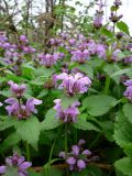 Lamium maculatum