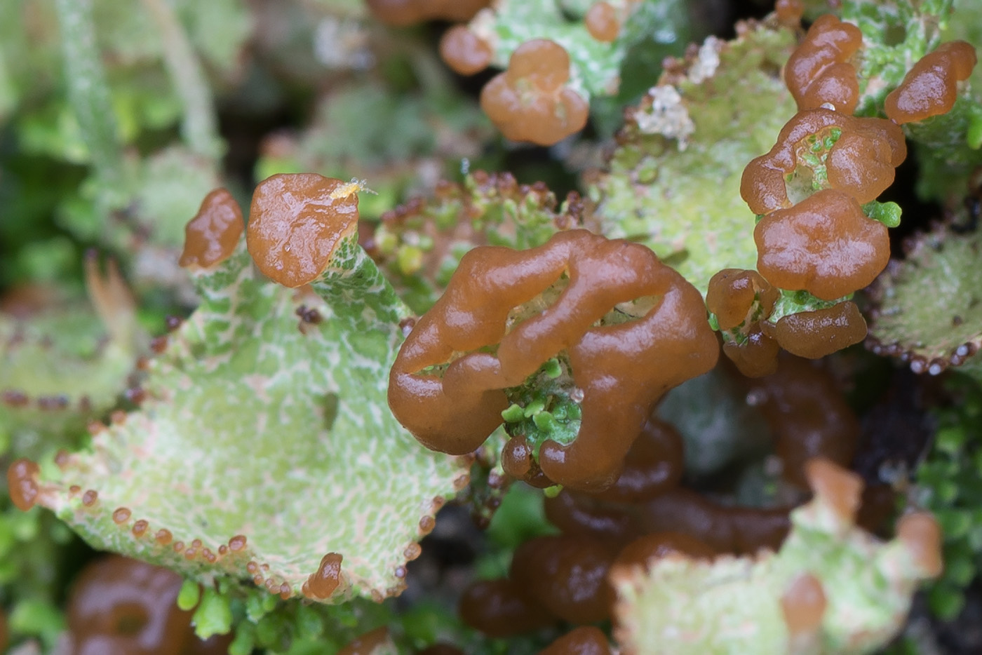 Изображение особи Cladonia gracilis ssp. turbinata.