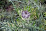 Cirsium polonicum