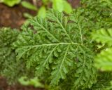 Tanacetum vulgare variety crispum. Часть листа. Пермь, Свердловский р-н, в озеленении двора. 3 августа 2017 г.