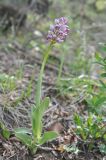 Orchis simia. Цветущее растение. Азербайджан, Гахский р-н, окр. храма Кюрмюк, у тропы в лесу. 8 апреля 2017 г.