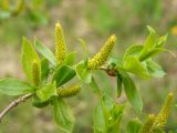 Salix pseudopentandra. Побег с распускающимися мужскими соцветиями. Магаданская обл., окр. г. Магадан, нижнее течение р. Магаданка, пойменный ивняк. 21.06.2018.