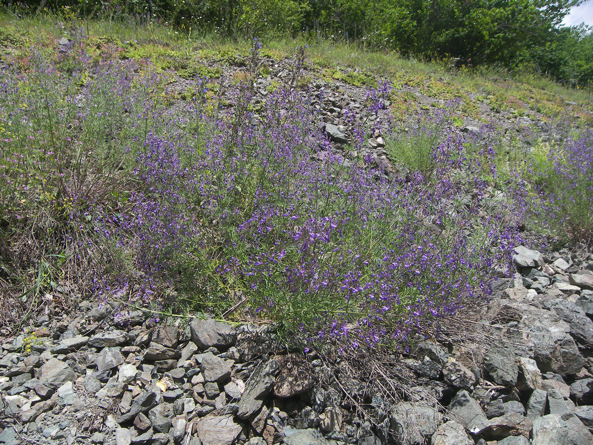 Изображение особи Teucrium orientale.