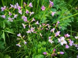 Cardamine pratensis