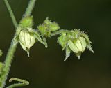 Humulopsis scandens