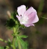 Malva setigera. Цветок с отдыхающей мухой. Краснодарский край, м/о Новороссийск, окр. с. Сукко, левобережье оз. Сукко, поляна на склоне среди густого леса. 10.06.2019.