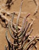 Arthrocnemum macrostachyum. Верхушка побега с частью отцветшего соцветия. Египет, окр. г. Эль-Дабаа, сепха (приморская солончаковая терраса), саркокорниевый солончак. 29.11.2021.