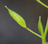 Draba cardaminiflora. Незрелый плод. Приморский край, Дальнегорский ГО, окр. с. Рудная Пристань, 1 км к юго-юго-западу от мыса Бриннера, приморские скалы. 12.06.2022.