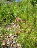 Vicia megalotropis