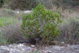 Pinus halepensis. Молодое дерево с шишками. Израиль, лесопарк Шоам. 16.12.2022.