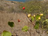 род Crataegus. Верхушка ветки с недозрелыми плодами. Крым, Керченский п-ов, Приазовье, Генеральские пляжи, балка в петрофитной степи, сходящая к берегу моря. 18.08.2018.