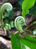 Phyllitis scolopendrium. Разворачивающаяся вайя. Краснодарский край, г/о Сочи, Адлерский р-н, окр. с. Красная Воля, каньон Белые скалы, крутой склон горы, смешанный лес. 04.05.2021.