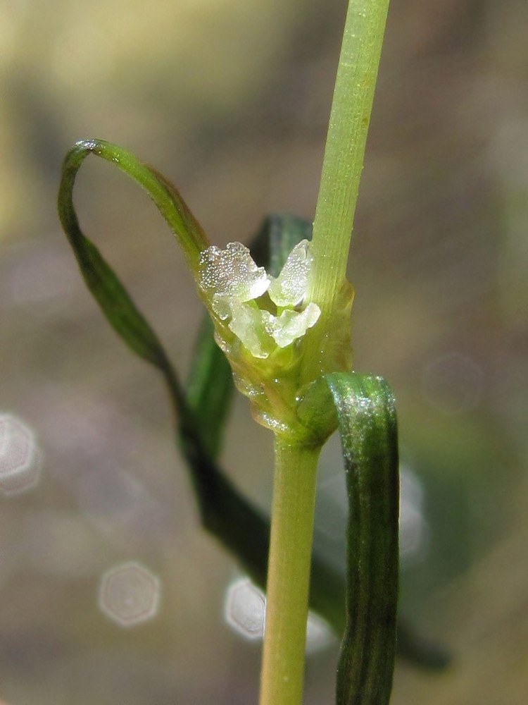 Изображение особи Zannichellia major.