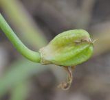 род Ornithogalum