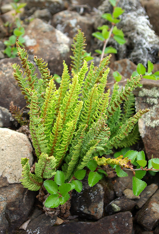 Изображение особи Dryopteris fragrans.