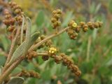 Halimione portulacoides. Верхушка побега с соцветиями. Нидерланды, провинция Groningen, Lauwersoog, побережье Северного моря. 28 июня 2008 г.