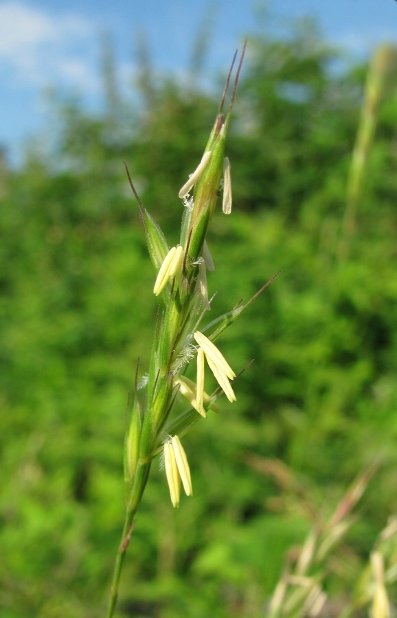 Изображение особи Elytrigia repens.