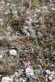 Dianthus pseudarmeria