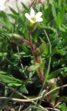 Saxifraga tridactylites