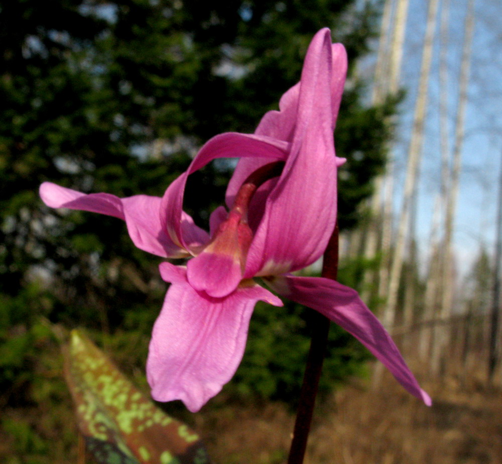 Изображение особи Erythronium sajanense.