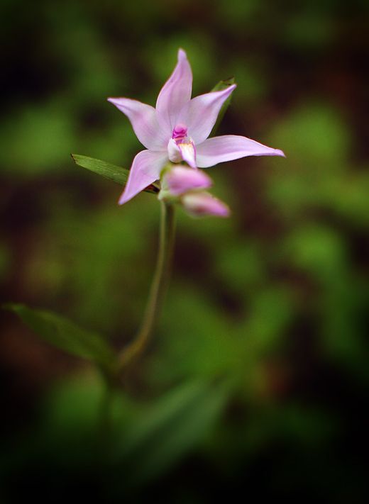 Image of Cephalanthera rubra specimen.