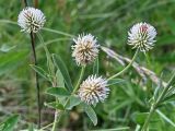 Trifolium montanum. Верхушка цветущего растения. Ленинградская обл., сухой пойменный луг. Июнь.