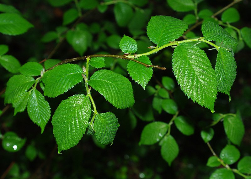 Изображение особи Ulmus glabra.