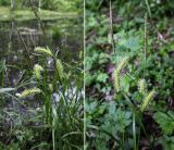 Carex vesicaria