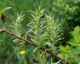 Salix starkeana