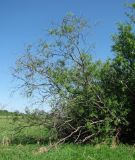 Salix acutifolia