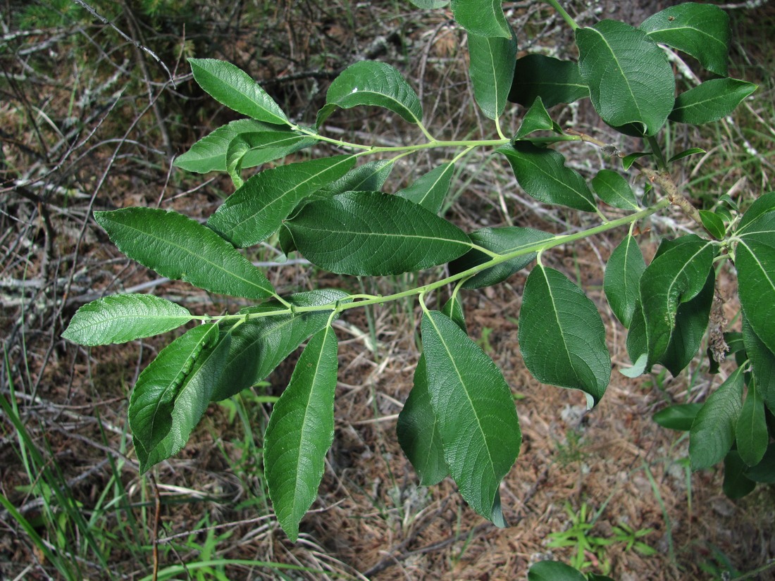 Изображение особи Salix cinerea.