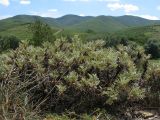 Astragalus arnacanthoides