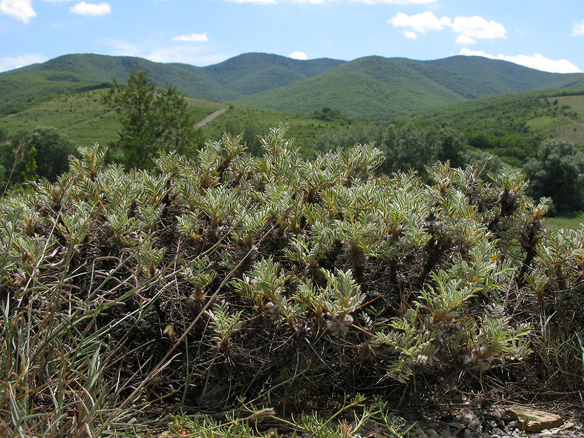 Изображение особи Astragalus arnacanthoides.