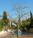 Ceiba insignis. Цветущее растение. Израиль, Шарон, г. Герцлия, в культуре в озеленении. 22.11.2013.