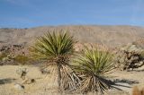 Yucca schidigera. Вегетирующее растение в песчаной пустыне. США, Калифорния, Joshua Tree National Park. 19.02.2014.