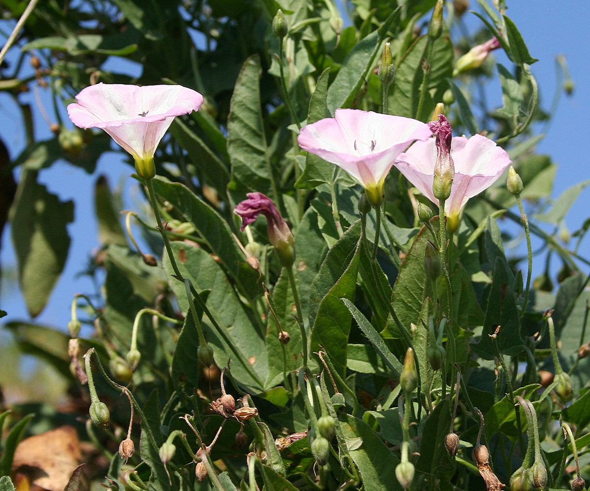 Изображение особи Convolvulus arvensis.