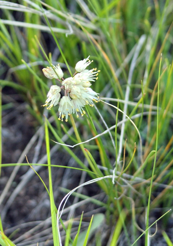 Image of Allium stellerianum specimen.