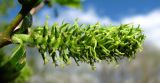 Salix myrsinifolia