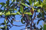 Bruguiera gymnorhiza. Верхушка ветви с бутоном. Андаманские острова, остров Хейвлок. 01.01.2015.