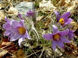 Pulsatilla turczaninovii