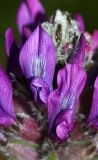 Oxytropis ruthenica. Цветки. Приморский край, Находкинский городской округ, окр. пос. Врангель, мыс Каменского, приморские скалы. 26.05.2016.